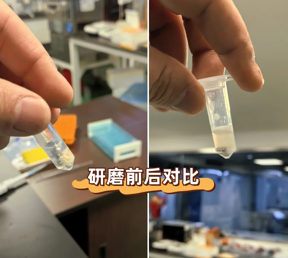 人體腎臟組織研磨實驗效果圖