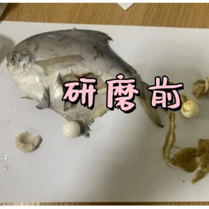 低溫環(huán)境下用冷凍研磨儀對鳊魚肉研磨實(shí)驗(yàn)|保證生物活性