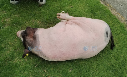 香豬多器官單細(xì)胞懸液怎么制？用單細(xì)胞懸液制備儀